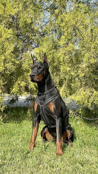 Doberman kennel.dogs_kz