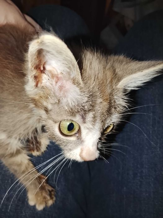 Ищем хозяина для котенка!
