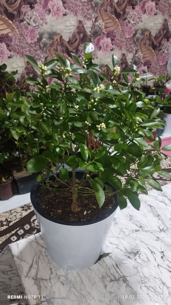 Кумкувват цитрус мева. Батафсил https://t.me/nurgardenflowers