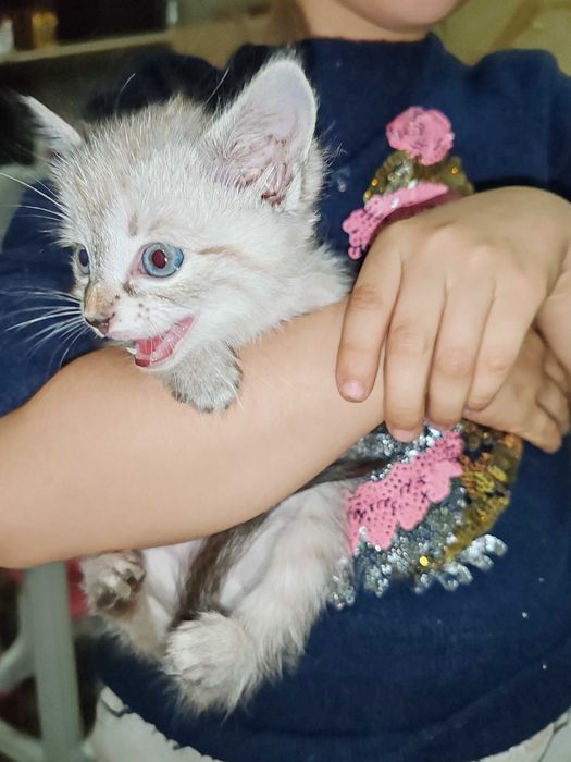 Котята сиамские и тайский