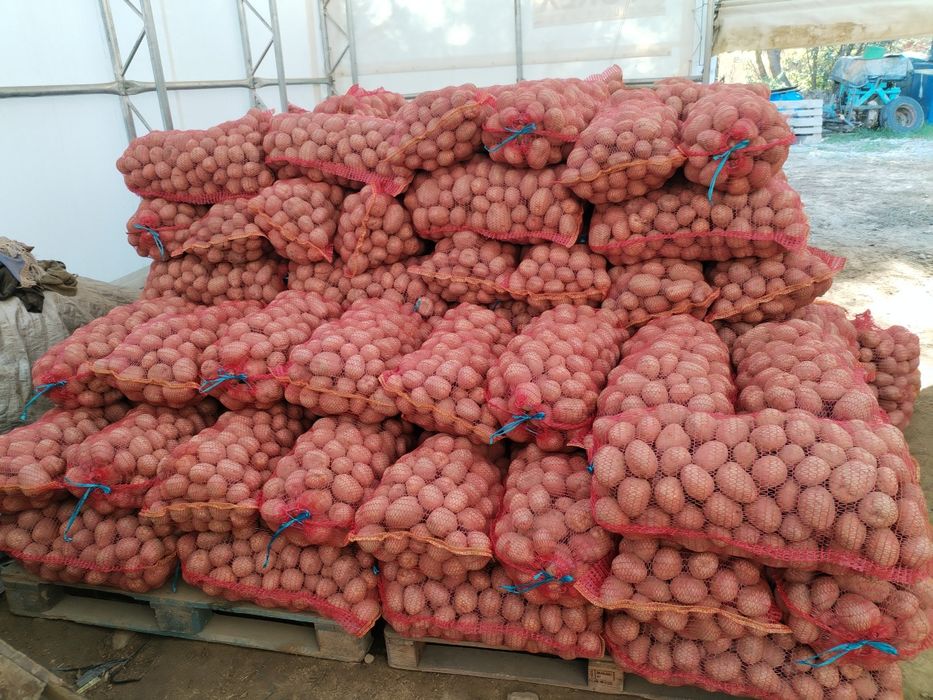 Cartofi de consum alb Marabel 1,5 lei și rosu Bellarosa 1,6 RON