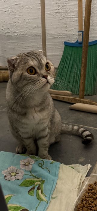 Британская веслоухая кошка!