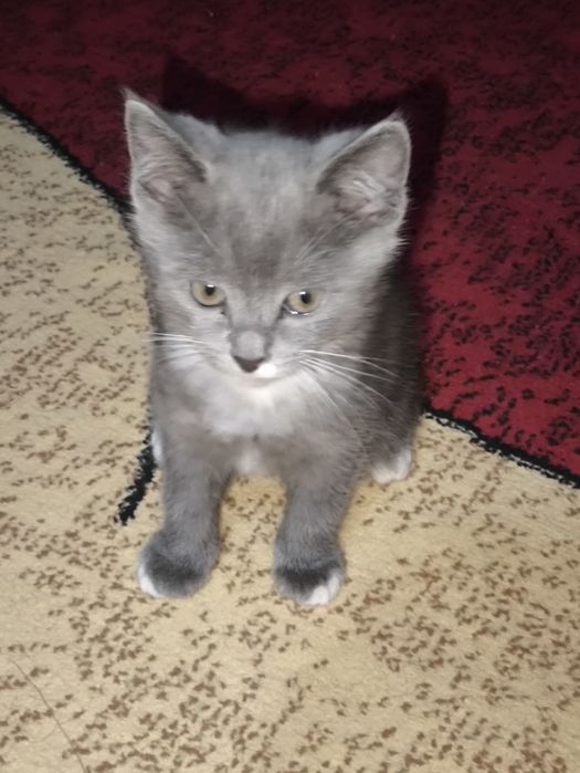 котята за шоколадку