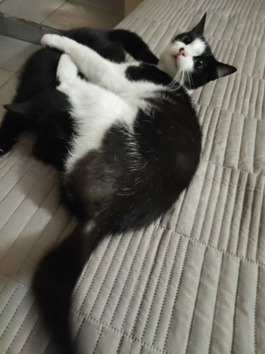Женско коте търси дом