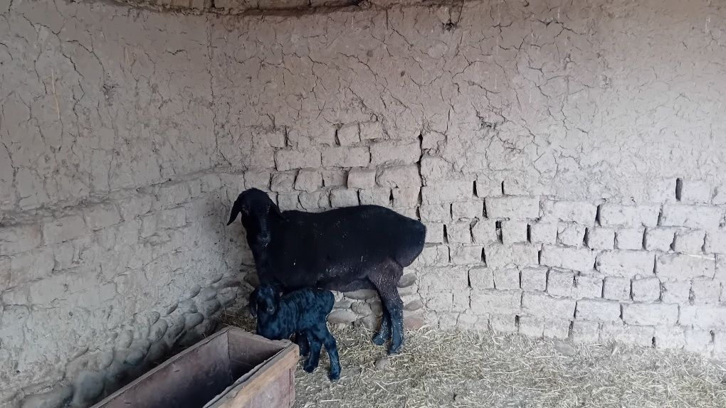 Ona bola qoy 5500