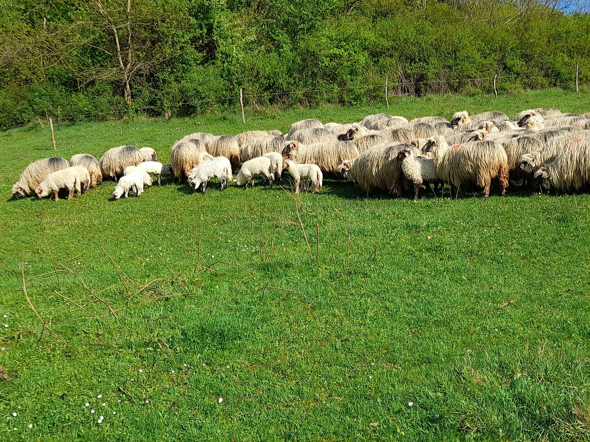 Vand Oi Bucalaie cu miei