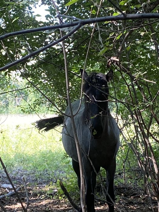 Байтал сатылады мінгі біледі