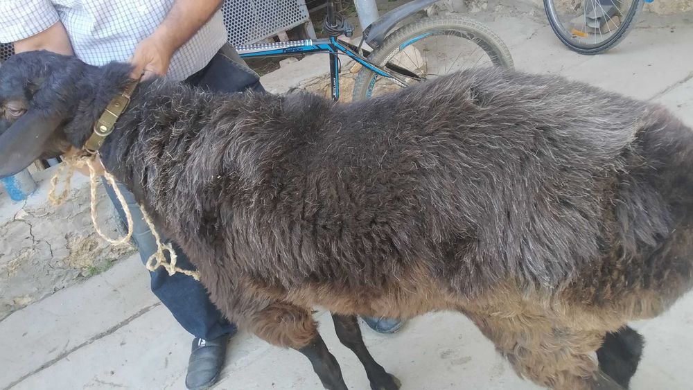 HALOL  Arzon Semiz Har xil Boqilgan Sifatli Qochqorlar sotiladi