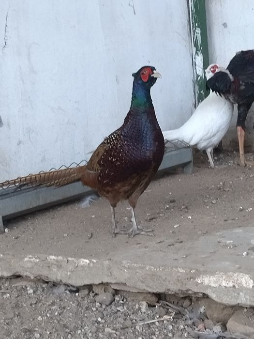 Păuni și fazani 2025