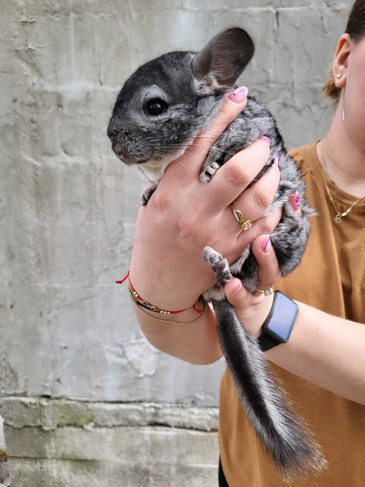 Șinșilă/ Chinchila