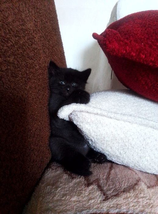 Котята в добрые хорошие руки!