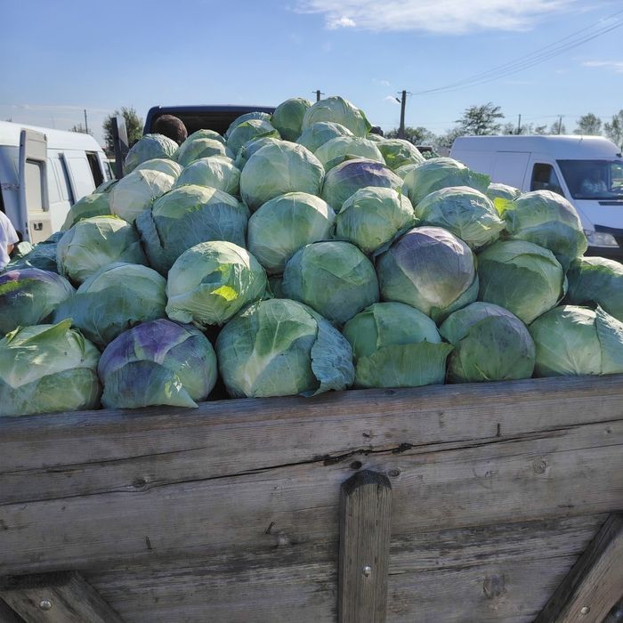 Varza românească