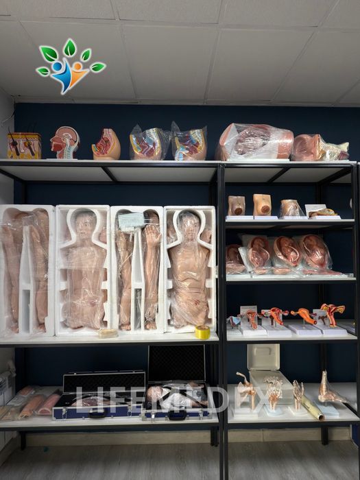 Анатомические Муляжи , Anatomik modellar