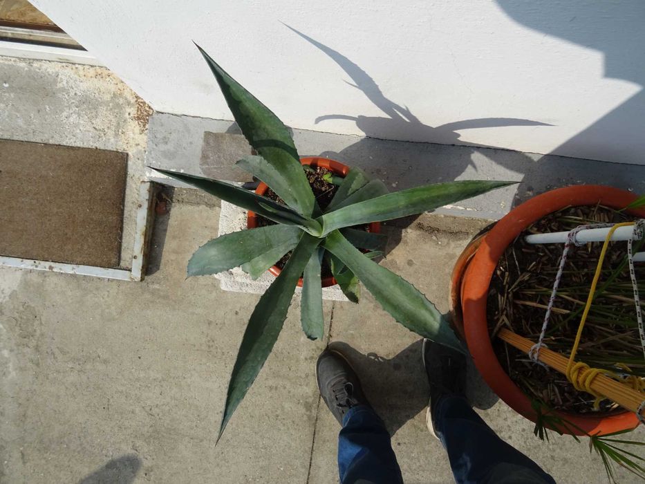 Planta decorativa AGAVA