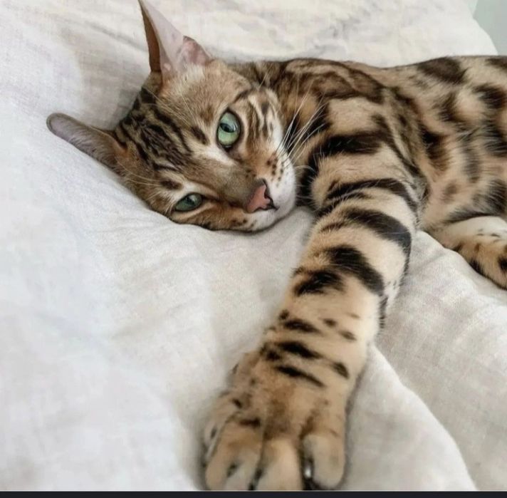 Bengal toza zot o'g'il bola 4oyli rosa oʻyin qaro .