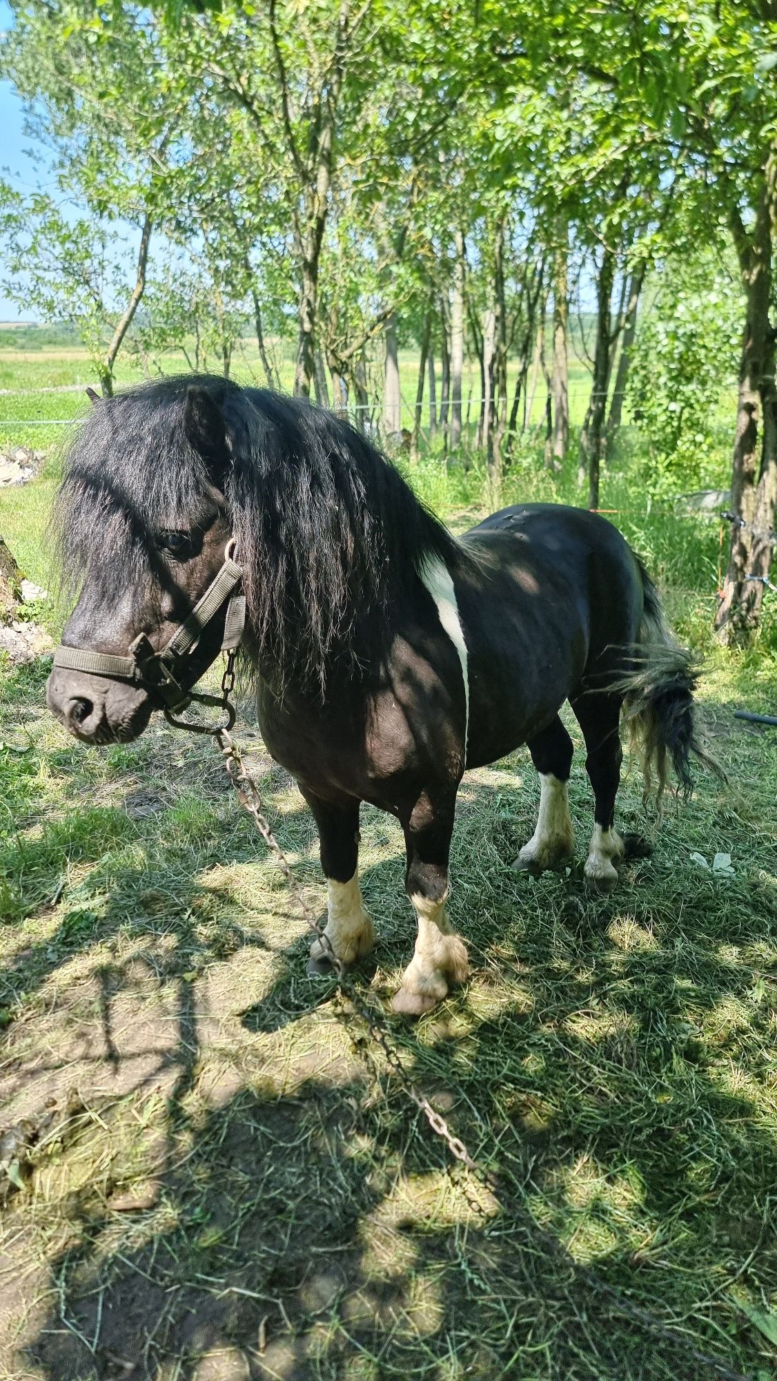 Armăsar ponei pentru montă