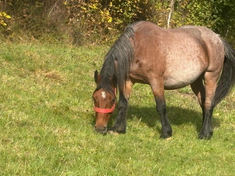 Iapa de vanzare frumosa