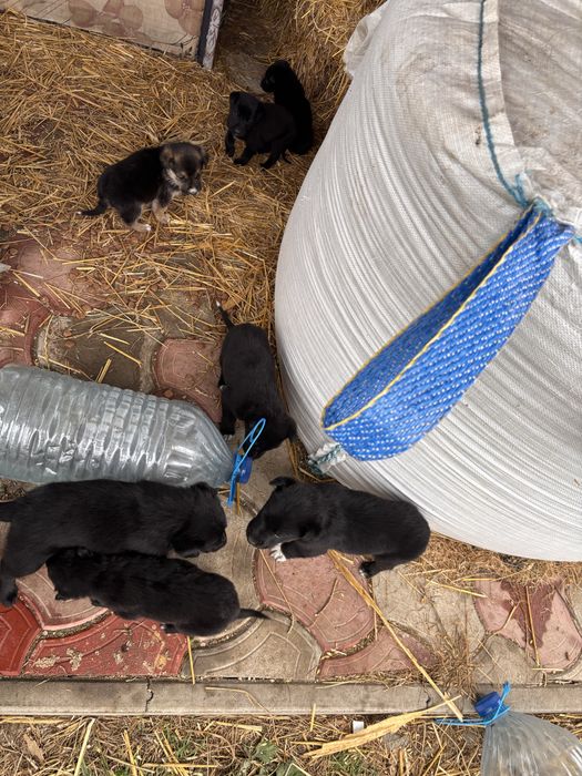 Donez căței!Ofer spre adoptie catei frumosi si jucăuși .