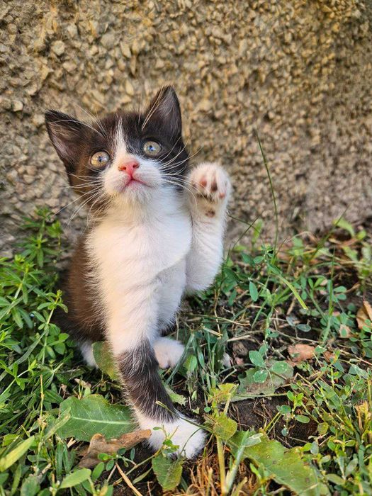 Весёлые котята ищут добрые руки