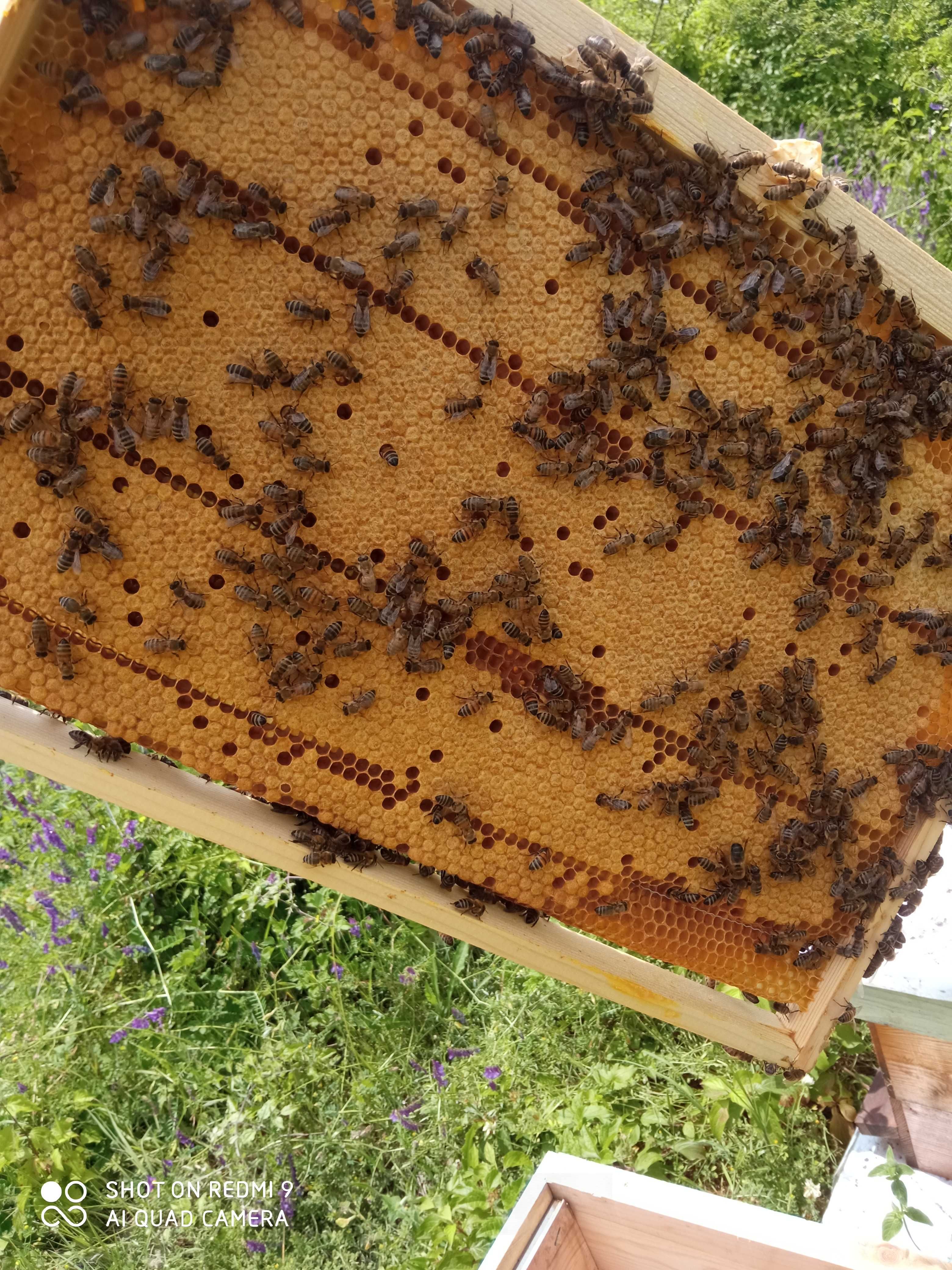 Пчелни отводки , малки пчелни семейства