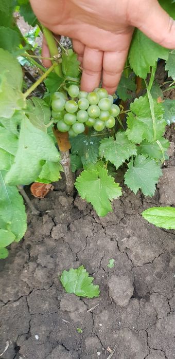 Butasi vita de vie și pomii fructiferi direct de la producător