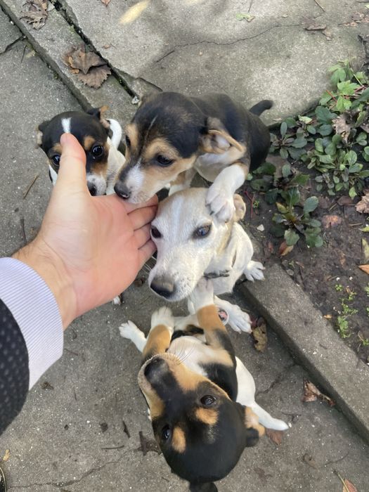 Джак Ръсел подарявам