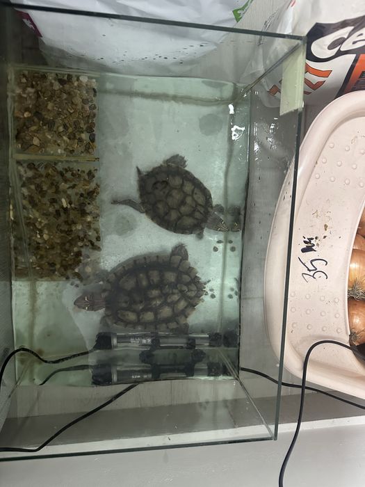 Broscute testoase de terariu