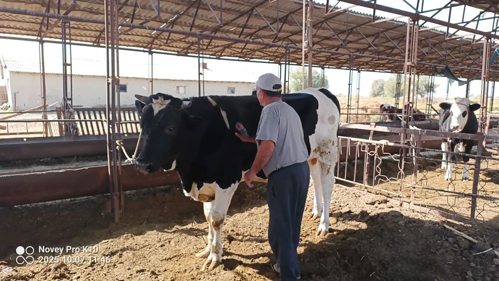Тозза конли голштин Хугиз сотилади