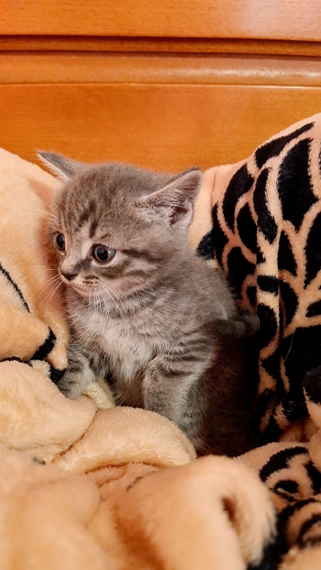 Vand pisici Scottish fold si British shorthair