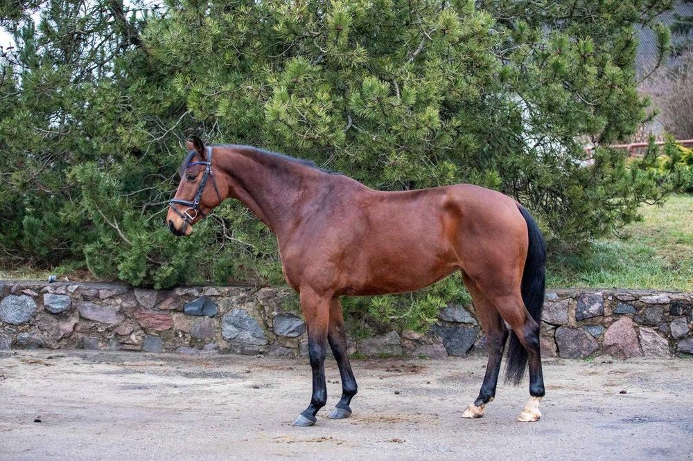 Продам породистых лошадей