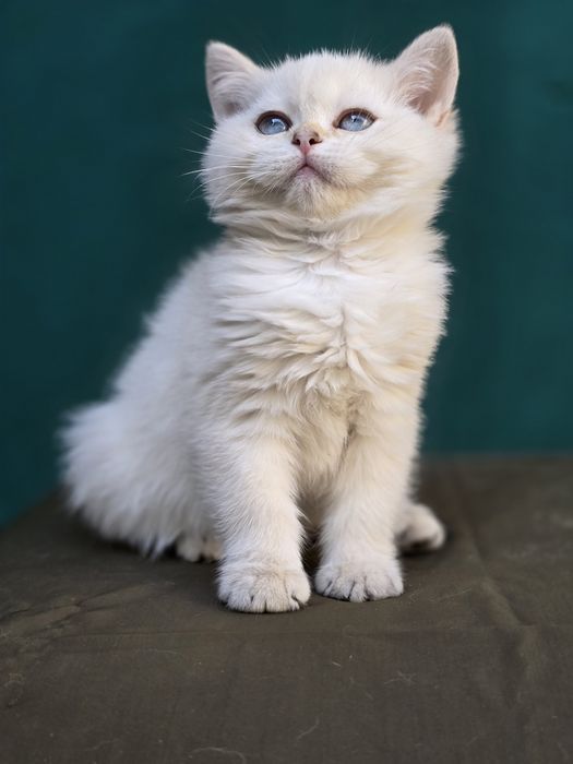 Skotish syrayt. Color point shinshilla