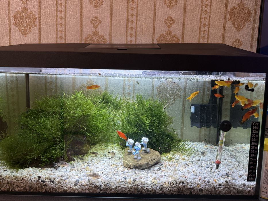 Vand acvariu si accesori multiple