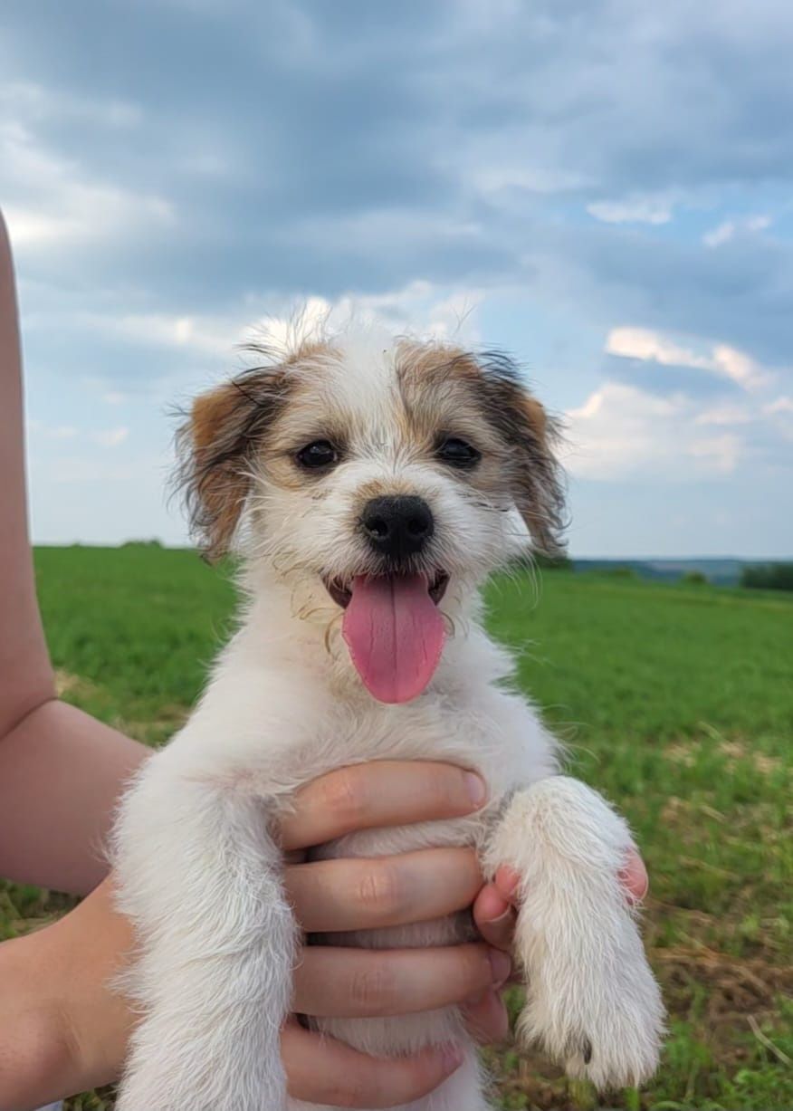 Căței de talie mica