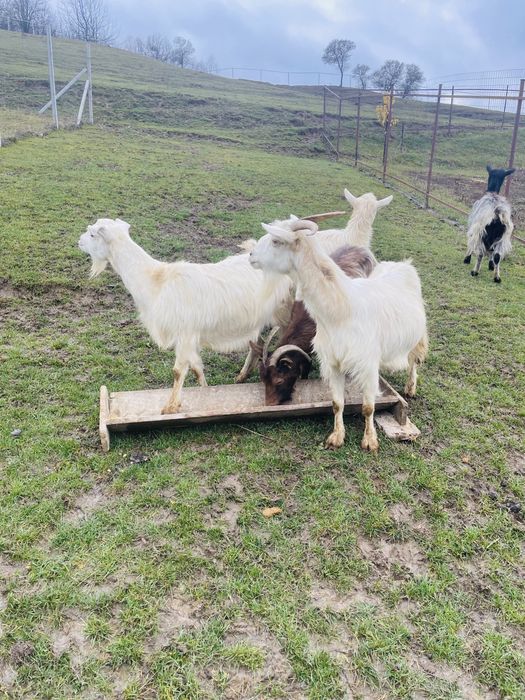 Vand 5 capre gestante