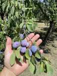 Prune pentru tuica