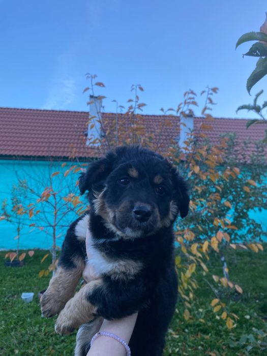 Cațeluși frumosi cauta stapani