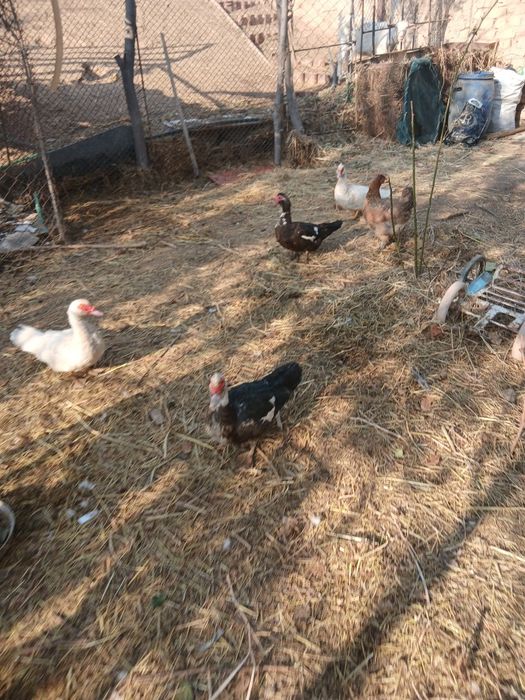 Продаётся индаутка и утка