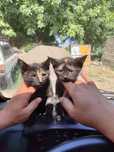 Котята отдам даром на хорошие руки