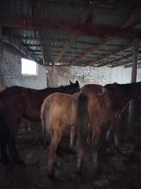 Продаю 7 месячных лошадей Алматинской область,Карасайский район