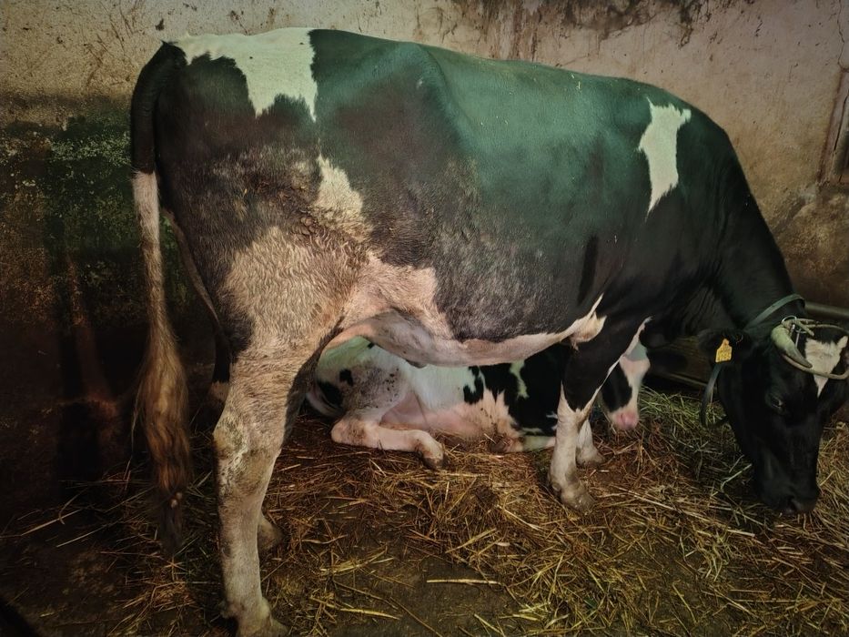 Vând vaca bună de lapte