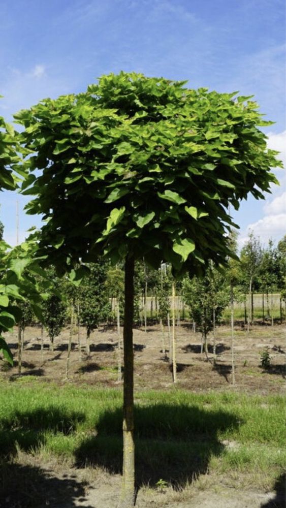 Catalpa nana.