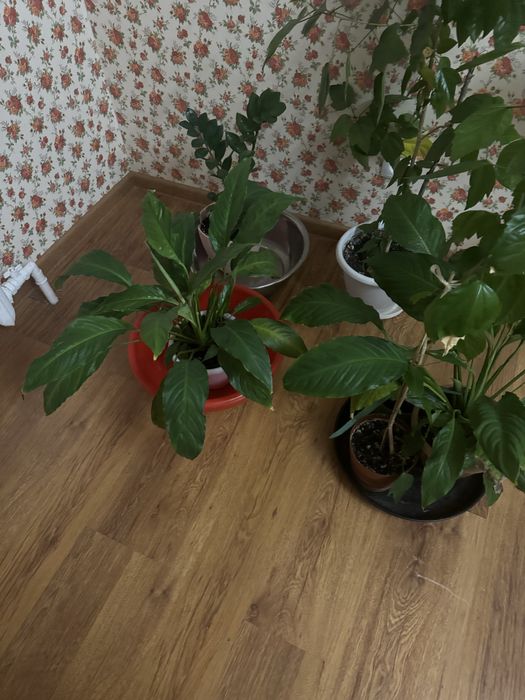 Продам комнатные цветы