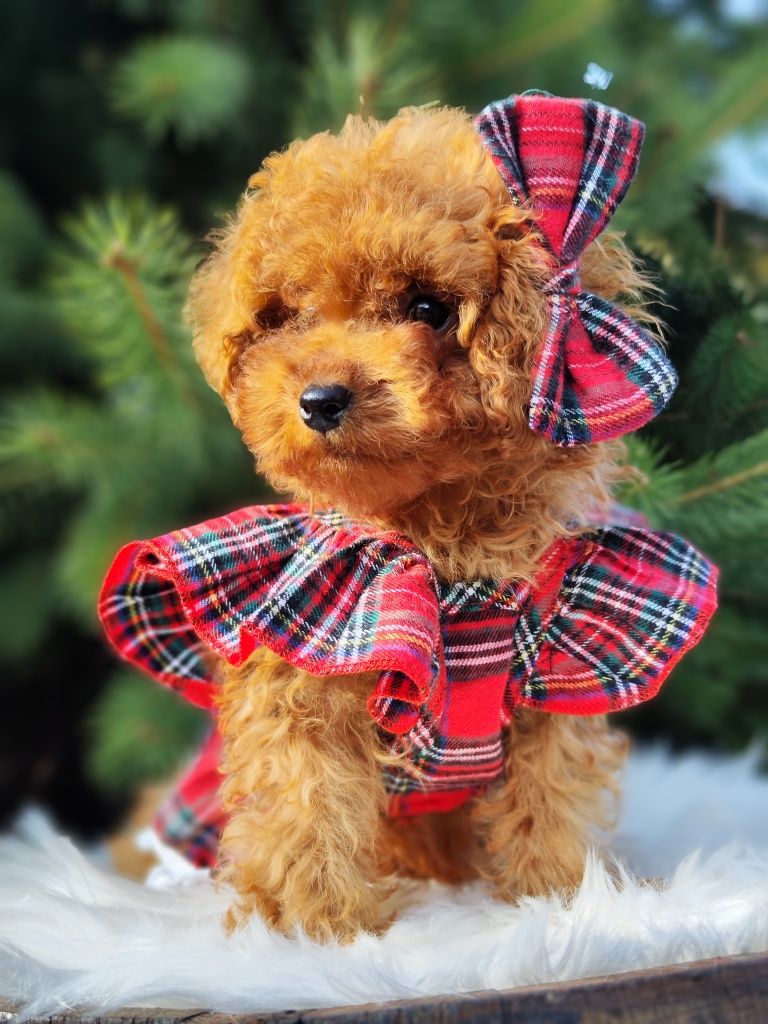 Пудел Той  / Toy poodle   Родословни