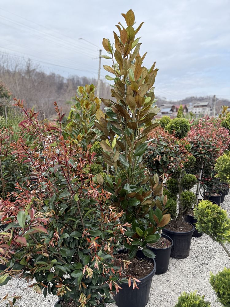 Vand plante ornamentale