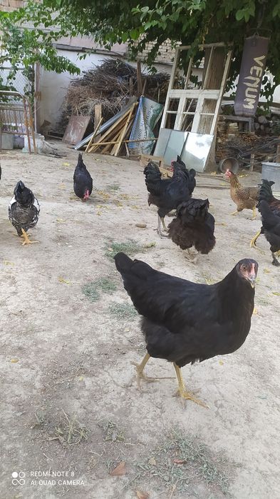 Продаются петухи и куры оптом домашние не инкубаторские .