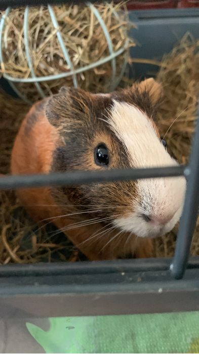 Porcușor de guineea