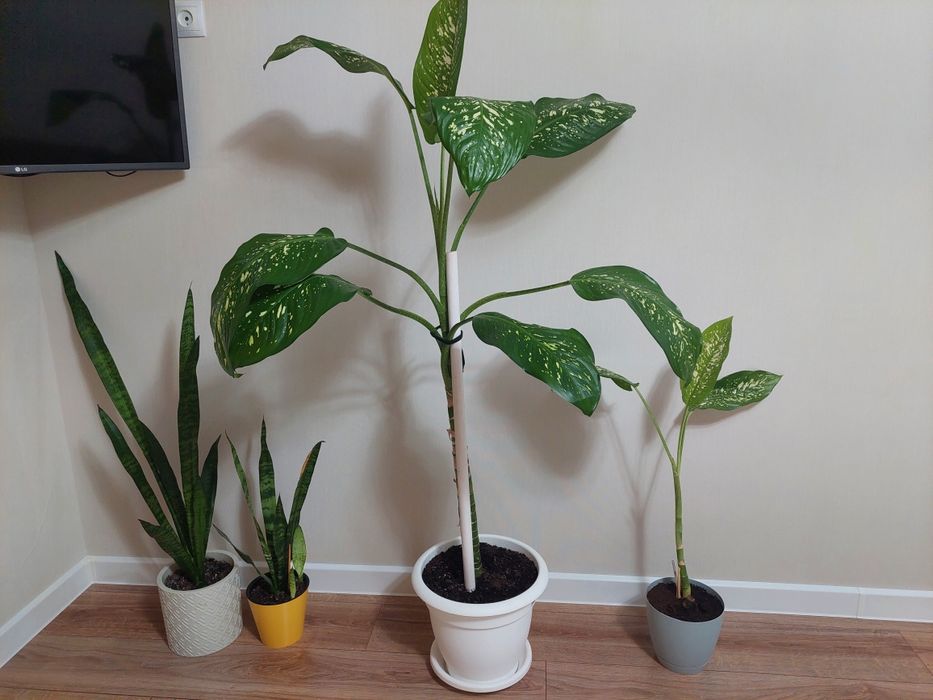 Продам дифенбахию