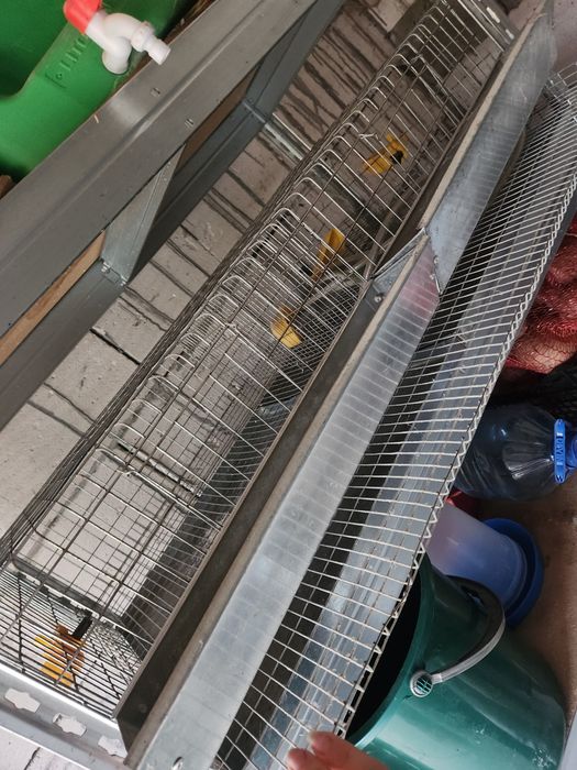 Vand cusca prepelite