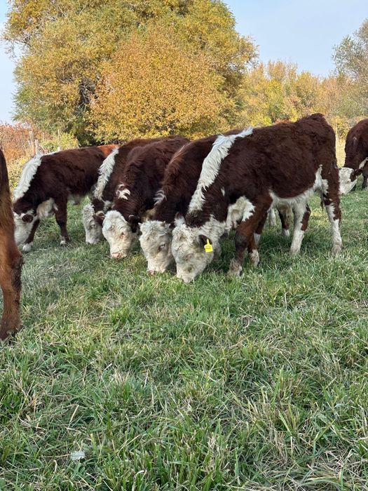 Продам породисты бычков гелефорды