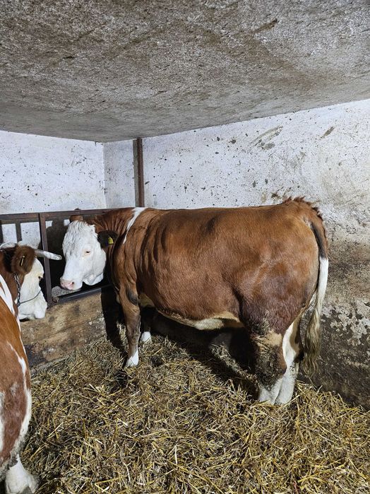 Vând Junincă Bălțată Românească Gestantă